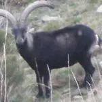 Galayos Hoyos del Espino