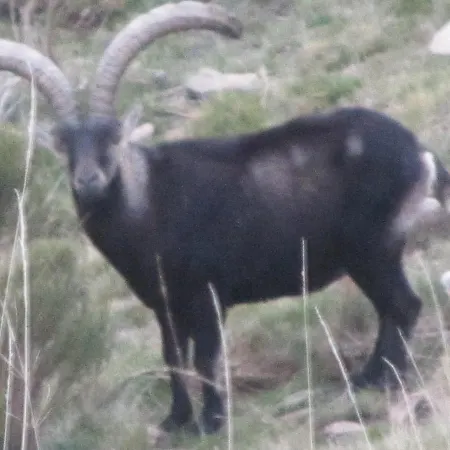 Galayos Hoyos del Espino
