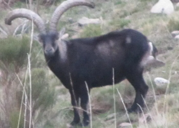 Galayos Hoyos del Espino